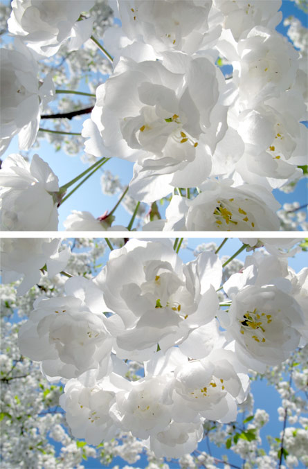 White Cherry Blossoms, by Birthe Havmoeller, 2010